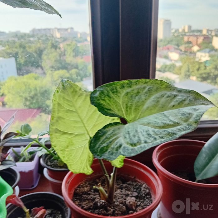 Цветы комнатные в ассортименте