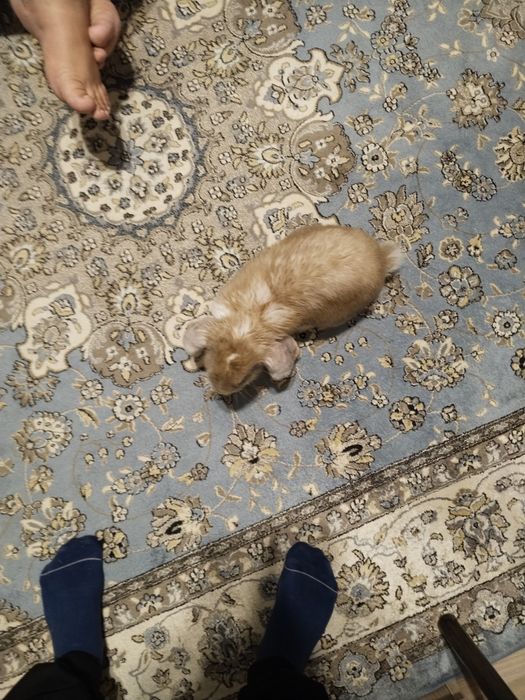 Кролик отдам даром