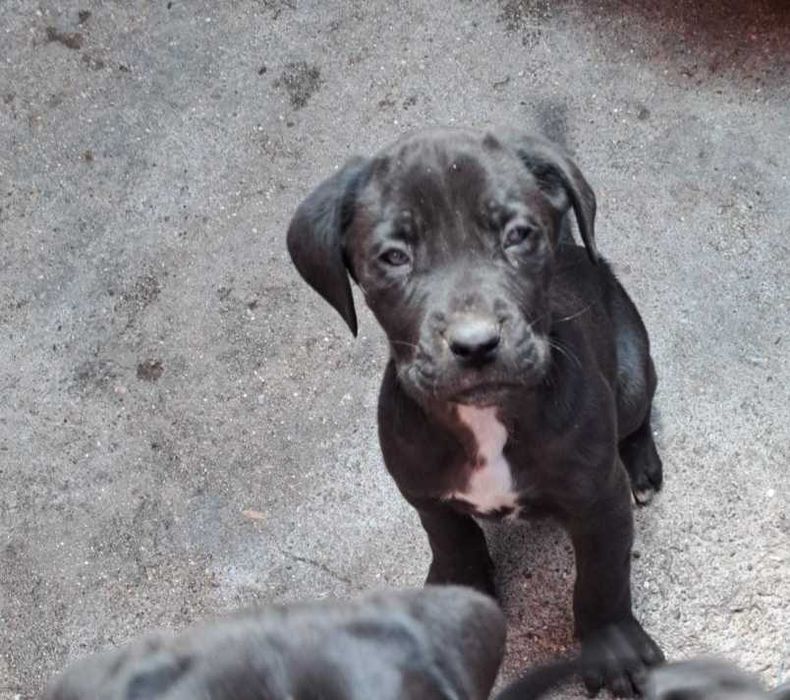 Продавам Кане Корсо