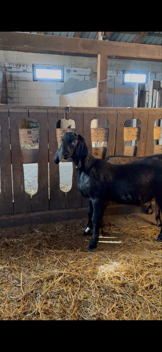 Țap AngloNubian disponibil