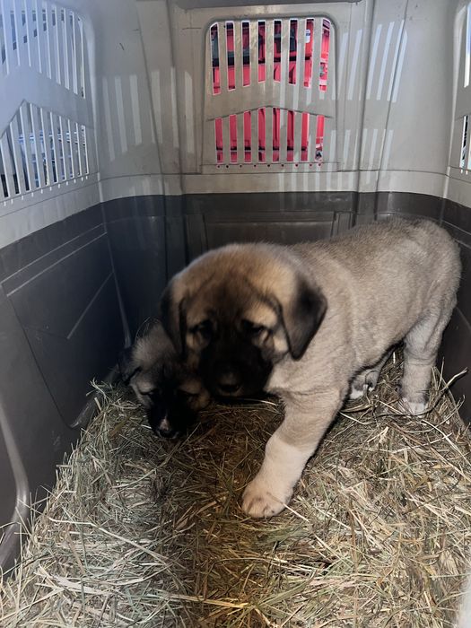 Продам щенков кангала