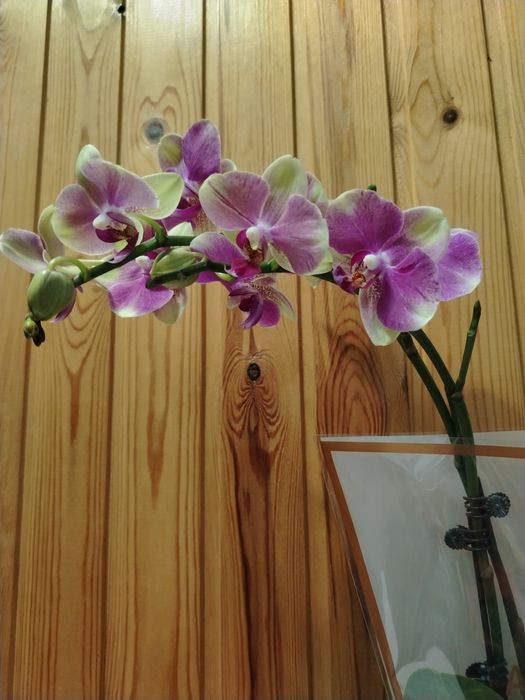 Орхидея! Орхидея!