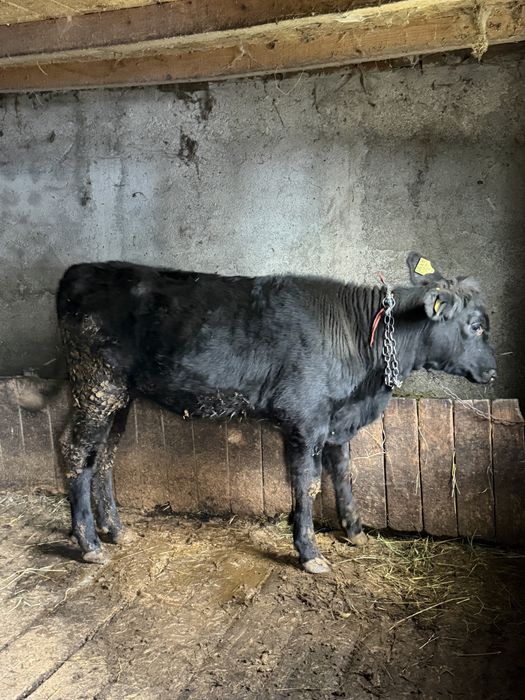 Vitea angus 6 luni