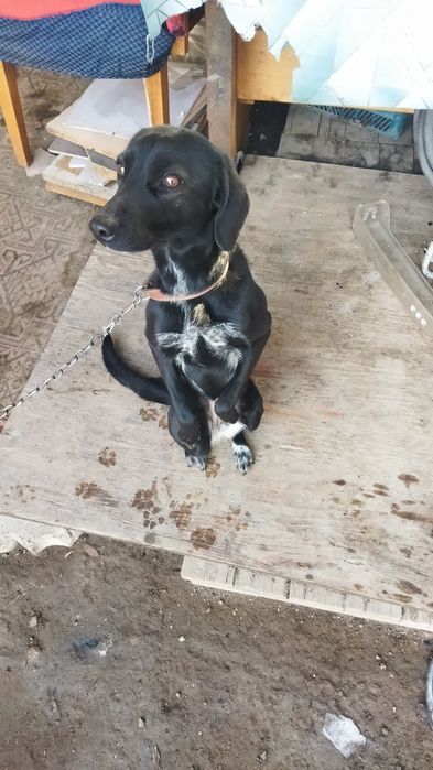 Отдам собаку в хорошие руки