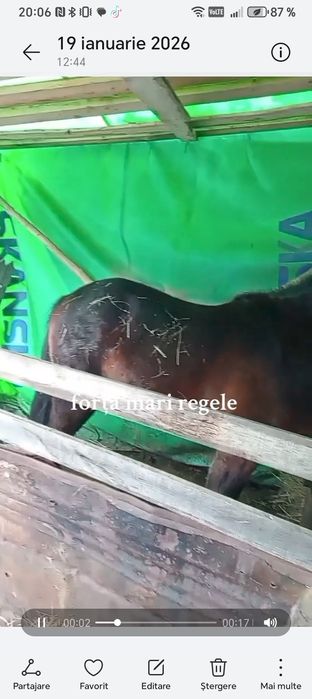 Am un cârlan armăsar frumos semigreu