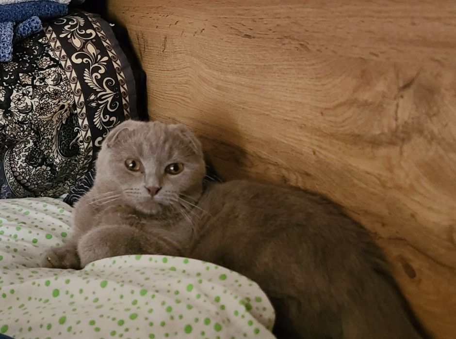Скотиш фолд редкого лилового окраса