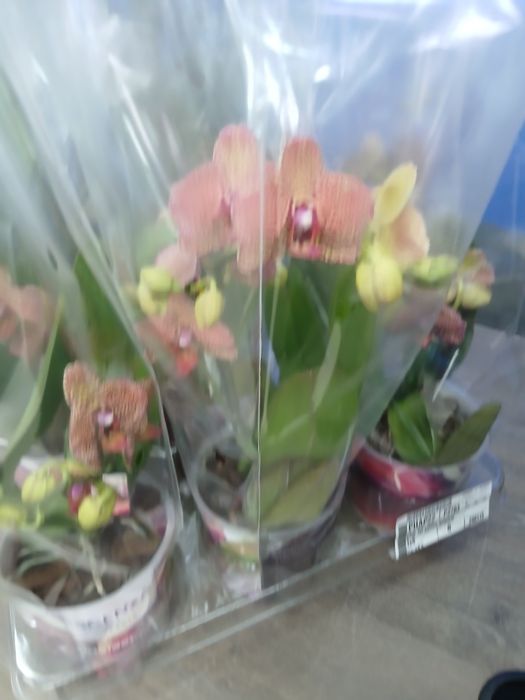 Орхидея желтый леопард Голландия