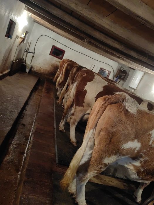 Vând sau schimb cu vaci de carne