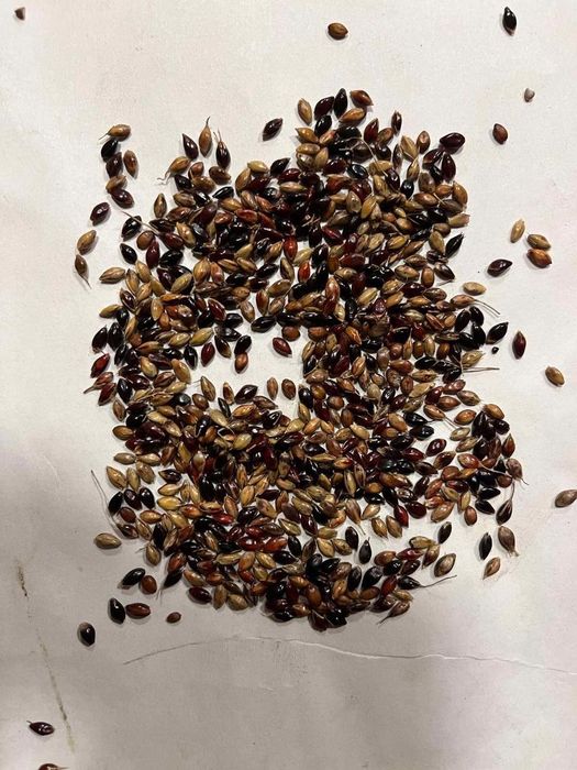 Samanta iarba coasă, pasune ,Amestec furajer ,terasamente, Iarba SUDAN