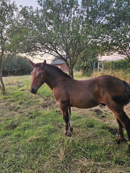 Vând manz de sase luni