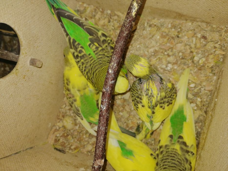 Продам волнистых попугаев