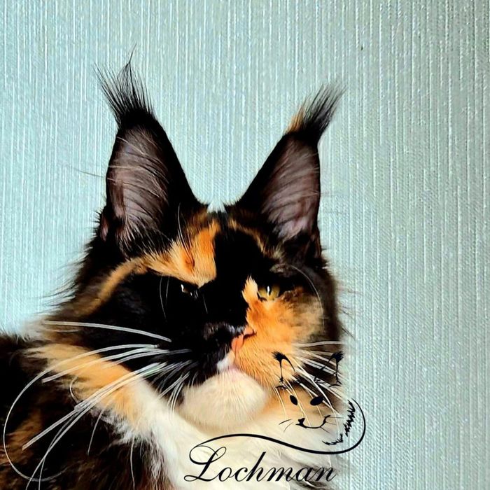 Мейн-кун котята с питомника