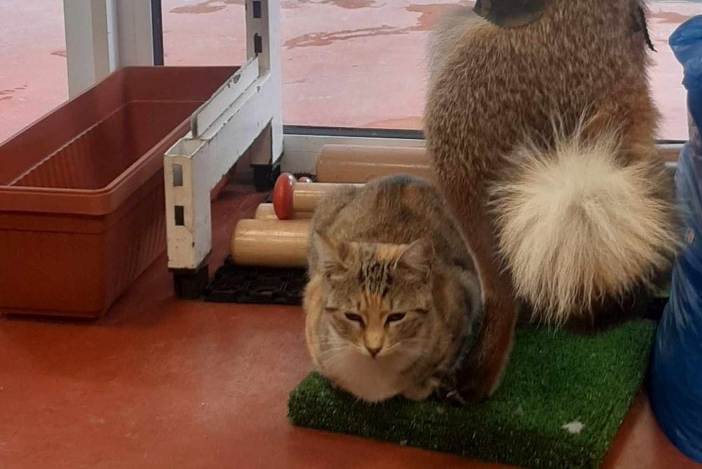 Трицветна котка търси дом, много добра и гальовна