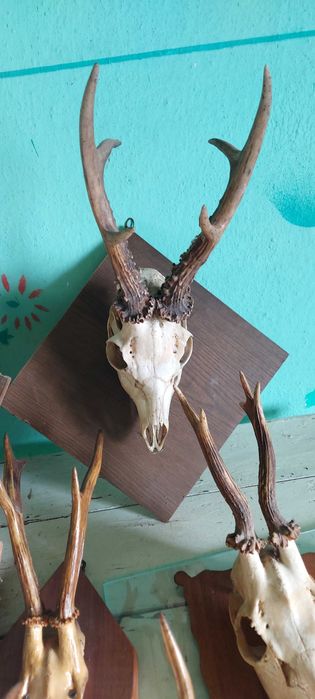 Сръндак     рога