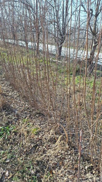 Турли хилдаги мевали дарахтларнинг кучатлари