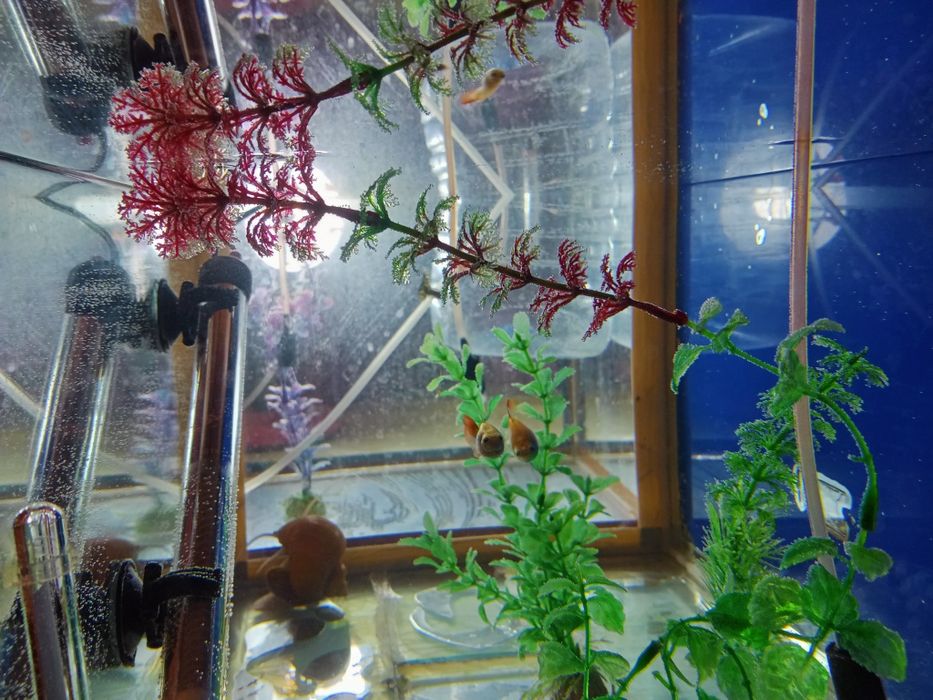 Продам рыбок гуппи