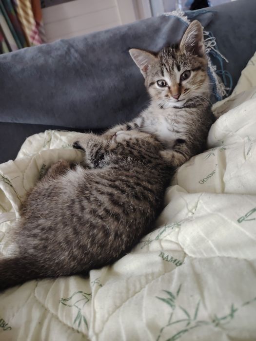 Кошки отдам бесплатно
