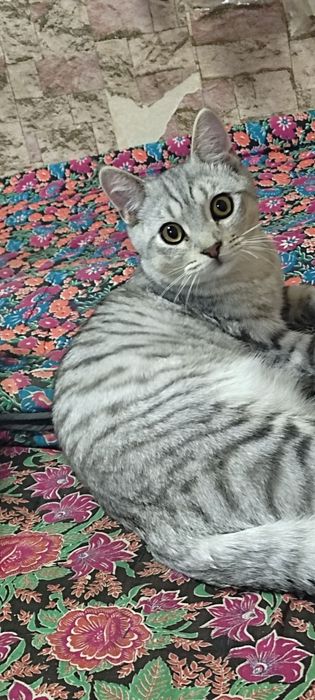 Мушук боллари сотилади