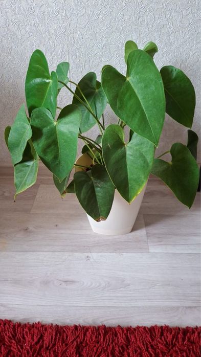 Комнатные цветы