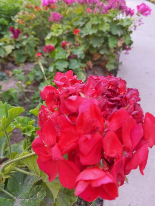 Герань горошке и отростки