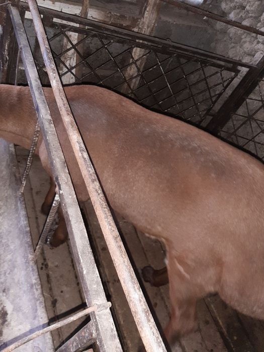 Эдилбай, арашан кучкорлар