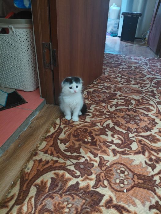 Отдам в добрые руки