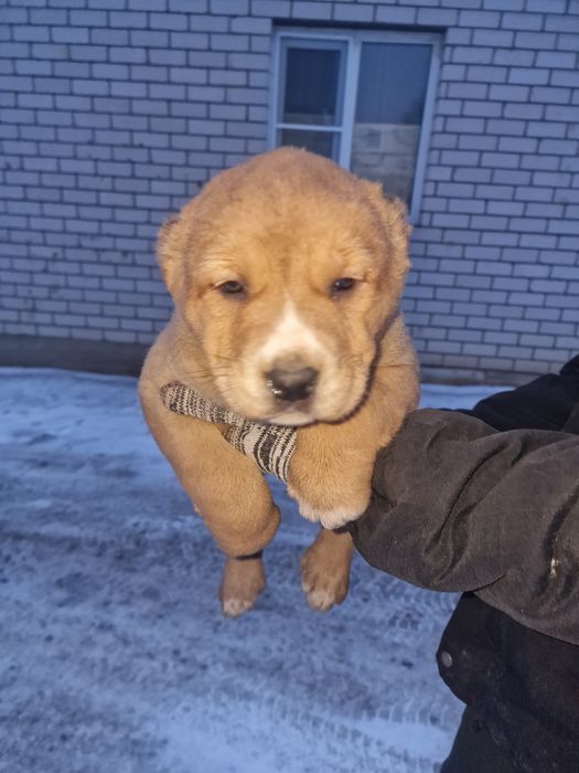 Продам щенков САО.