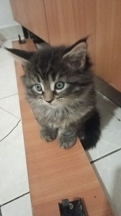 Продам котят мейнкунчиков