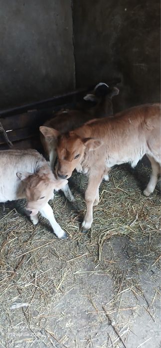 3 vitei de vanzare 53 de milioane