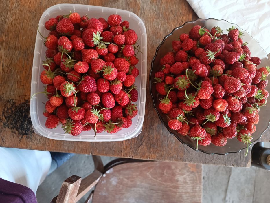 Продам свежие клубнику