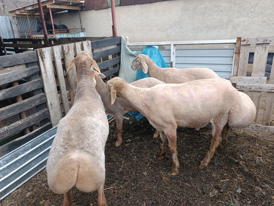 Арашан 2 возраст харошы