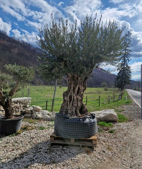 Plante ornamentale
