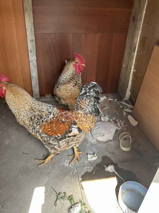 Питухи молодые крассивые