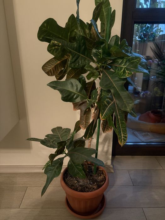 Кротон-много красив