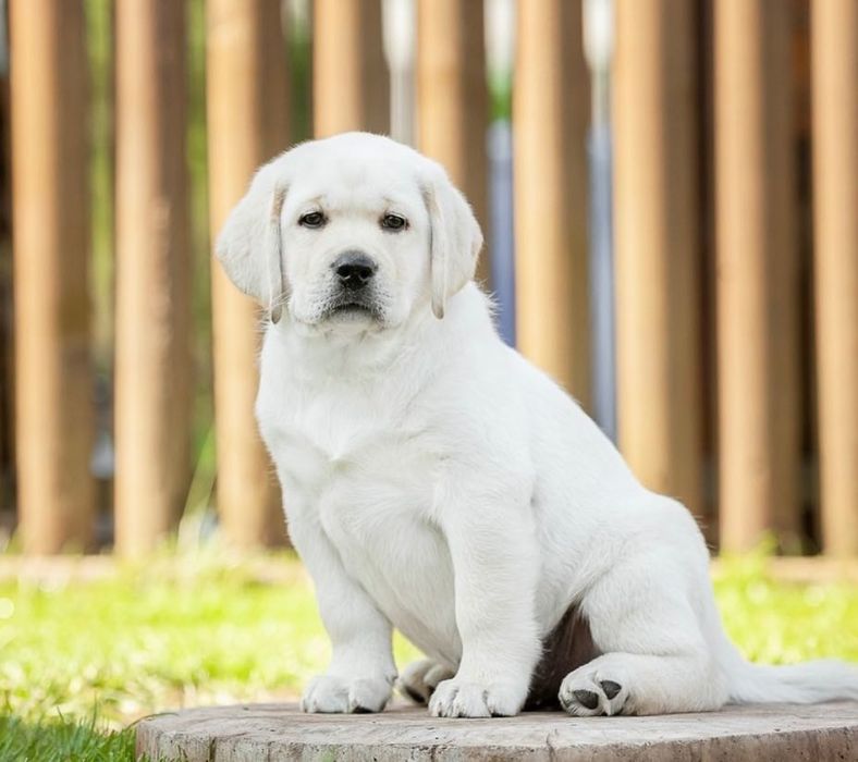 Малышата Лабрадора-Ретривера