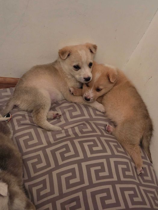 Щенки в добрые руки