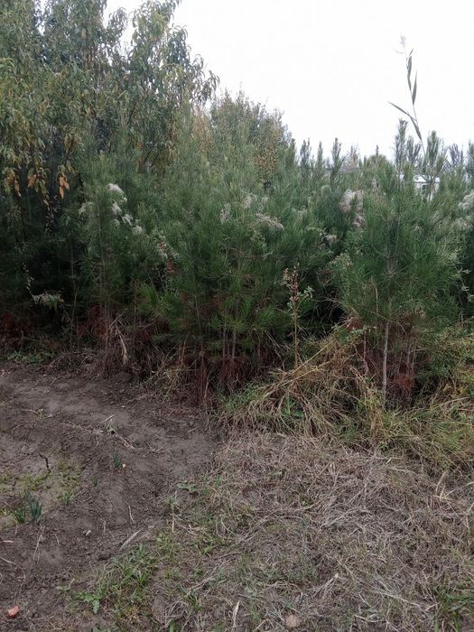 Mожжевельник Archa (SASNA)