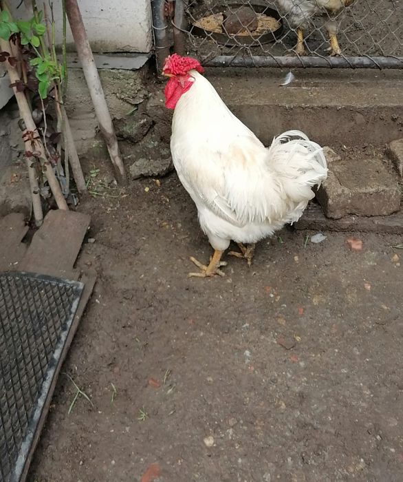 Cocoși de 1 an de vânzare