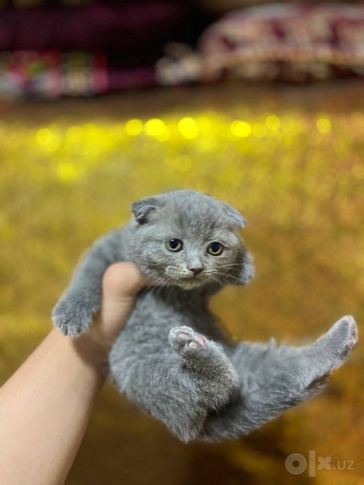 Чисто кровные котята