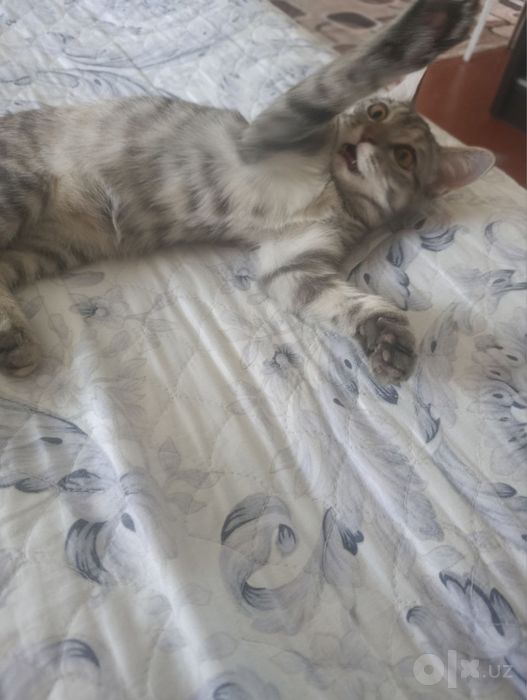 Отдаю добрую и умную кошечку