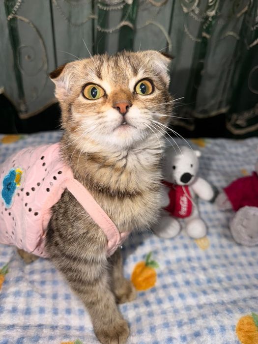Ласка котёнок подросток