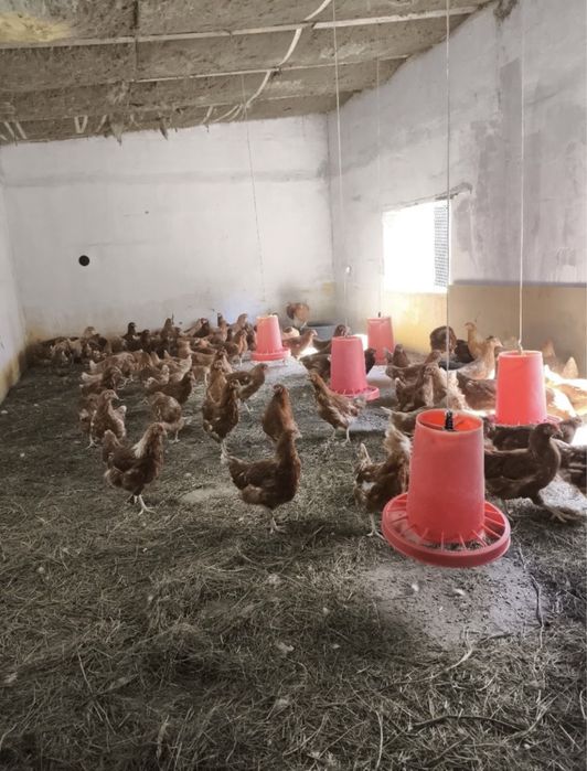 Ломан Браун 3200