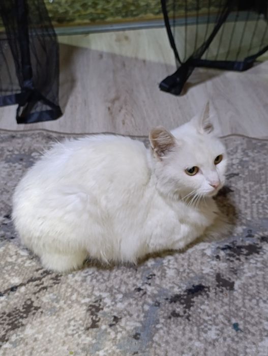 Отдам Кошку в хорошие руки