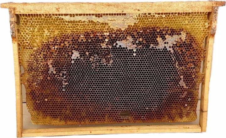 Продам сушь дадан