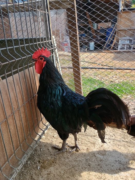 Vând cocoși tineri