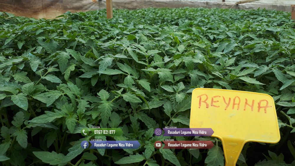 Rasad | Rasaduri Rosii Prekos Kalina Reyana Rila Bendida Kiveli