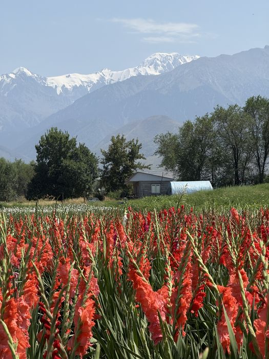 Луковицы гладиолусов