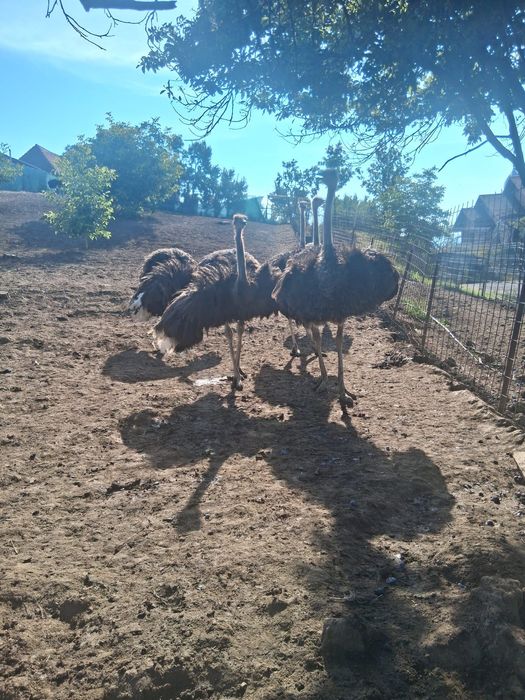 Struți de vănzare