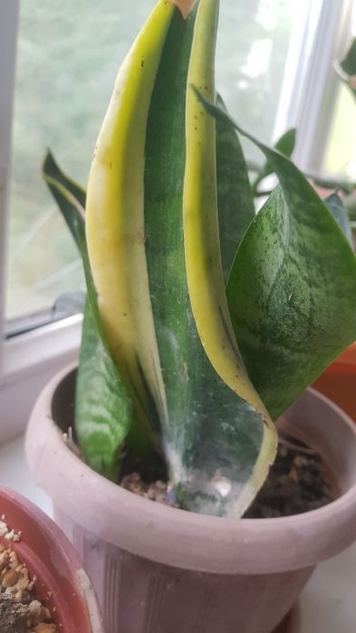 Цветы для офиса, кабинета