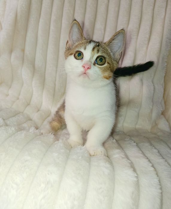 Продается шикарный котенок Манчкин, мальчик